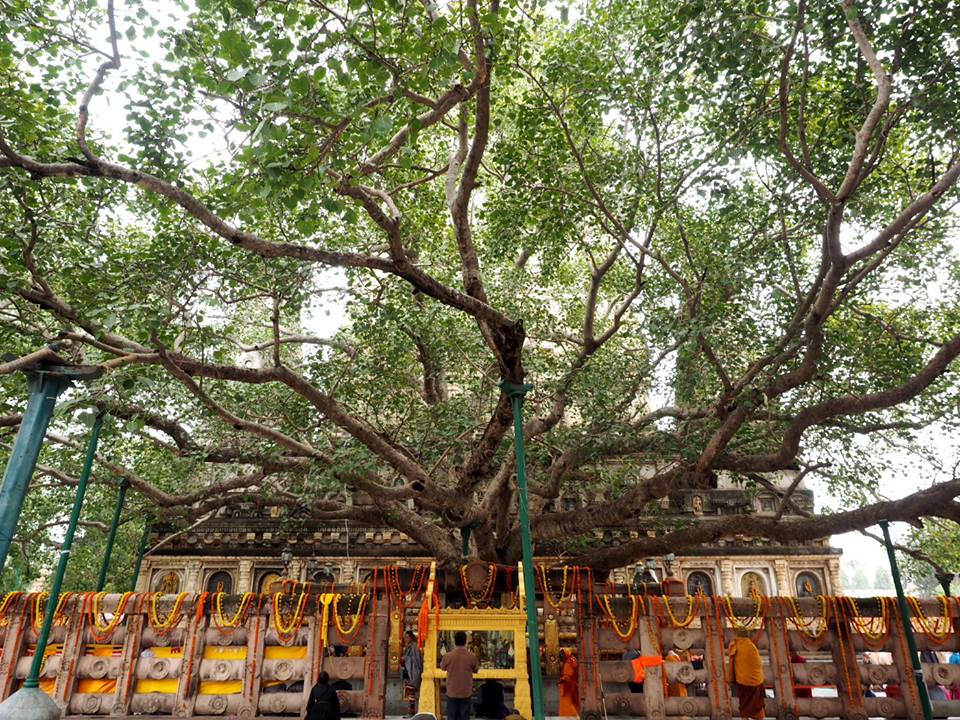 bodhi-tree-1.jpg